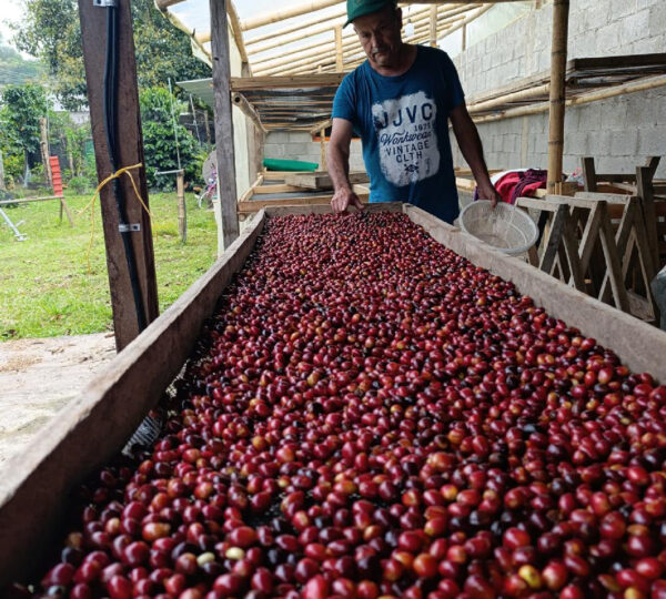 Ruta del Café
