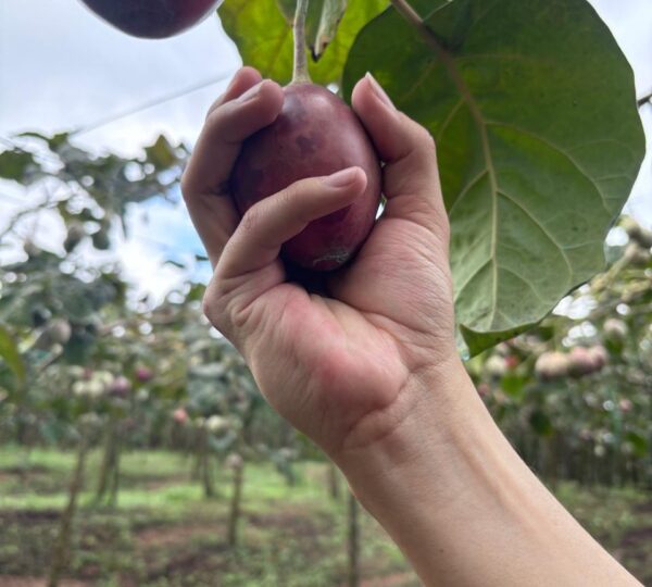 Finca Cuellaje