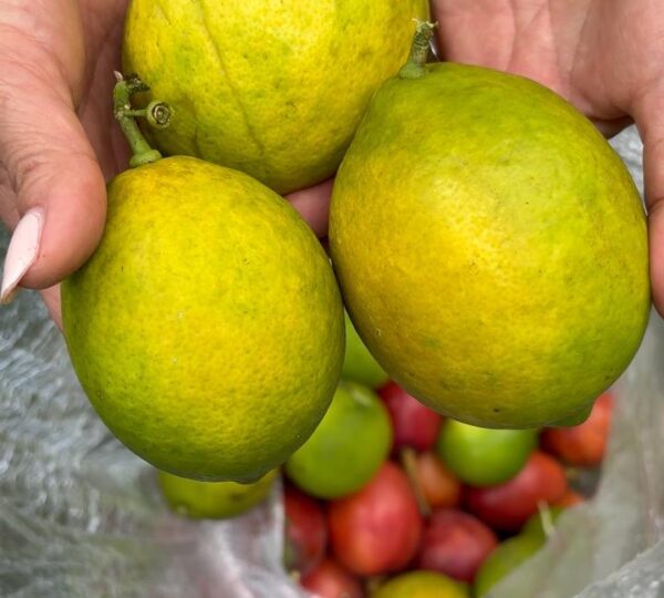 Finca Cuellaje