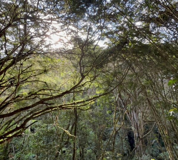 Finca Cuellaje