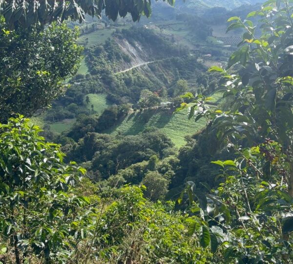 Finca Cuellaje