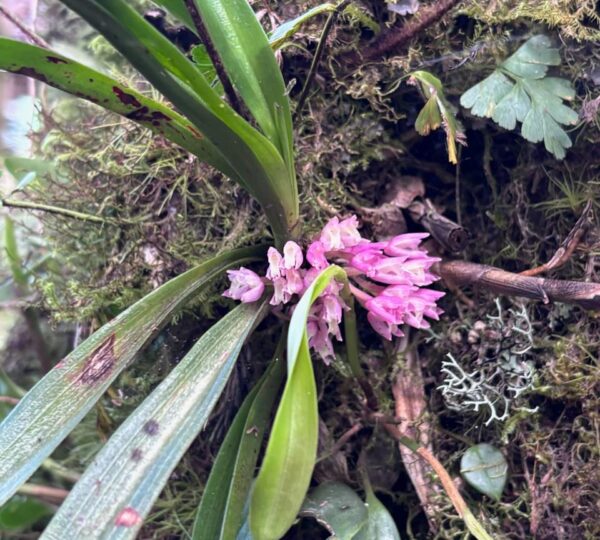 Campo Colibrí