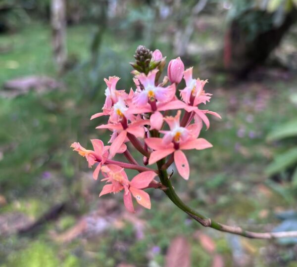 Campo Colibrí