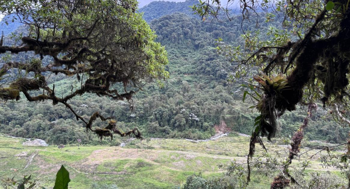 Campo Colibrí