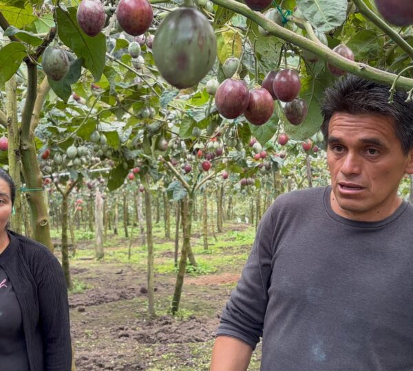Finca Cuellaje