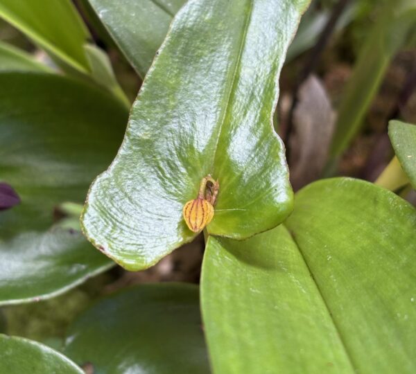 Campo Colibrí